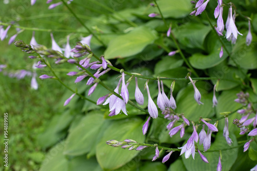 Perennial hosta plant with flowers in a summer garden