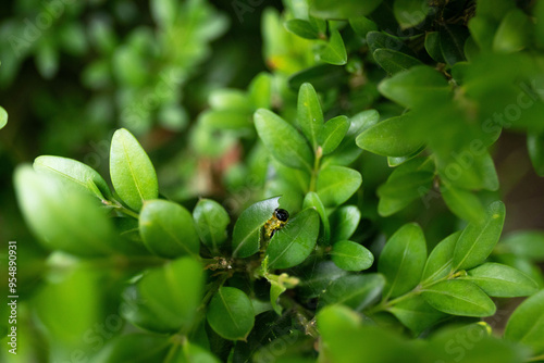 Close-up of box tree moth caterpillar or cydalima perspectalis on Buxus sempervirens bush. photo