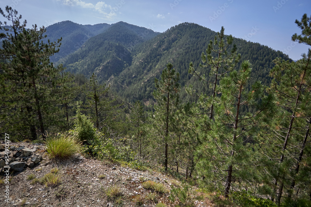 A Scenic Mountain Forest Panorama