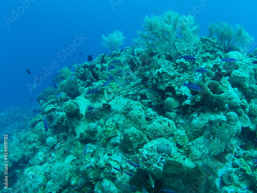 Fototapeta Naklejka Na Ścianę i Meble -  Reef