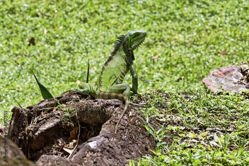 iguane photo