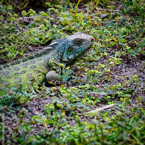 iguane photo