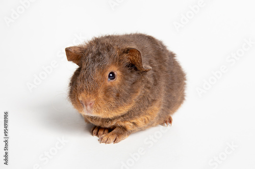 The guinea pig or domestic guinea pig, Cavia porcellus known as the cavy or domestic cavy. Breed called teddy, cute fuzzy animal. Studio shot, isolated on black background. photo