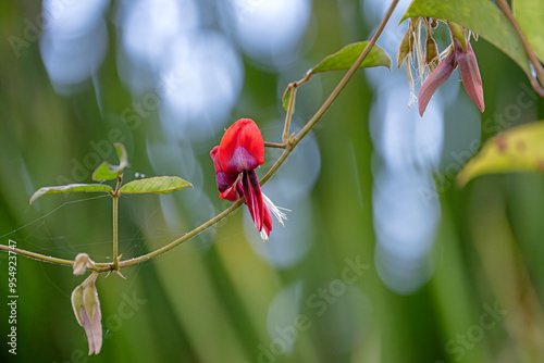 Kennedia rubicunda - Dusky Coral Pea - Red flower