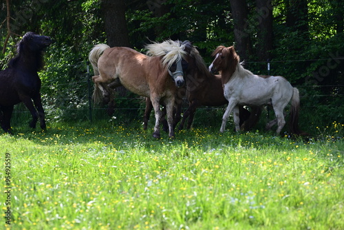 Integration eines Haflingers in eine Herde Isländer Junghengste photo