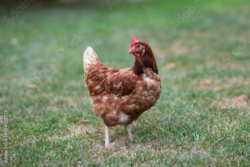 Wallpaper Mural Hens grazing on grass in a free range organic farm Torontodigital.ca