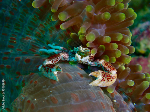 Close up of a crab. Anemone crab. A small crab hides among the tentacles of an anemone. photo