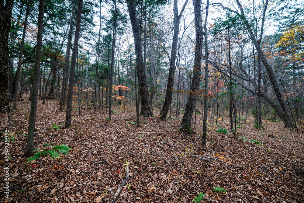 In Autumn Forest. Natural background. In Autumn Forest. Natural background.