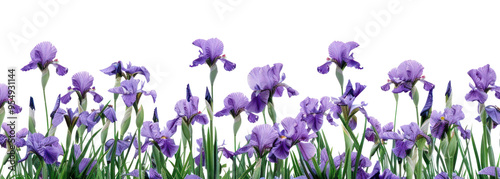 PNG Purple irises blooming in spring. photo