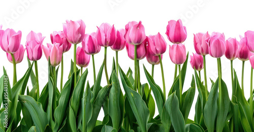 PNG Vibrant pink tulips blooming beautifully