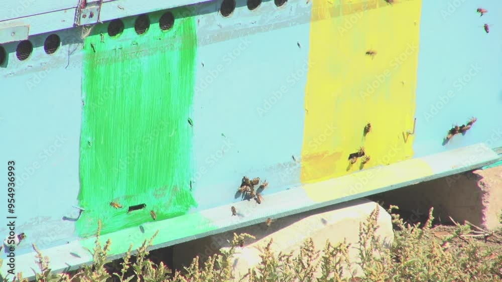 the bees fly in and out of their special hive home the bees fly in and out of their special hive home