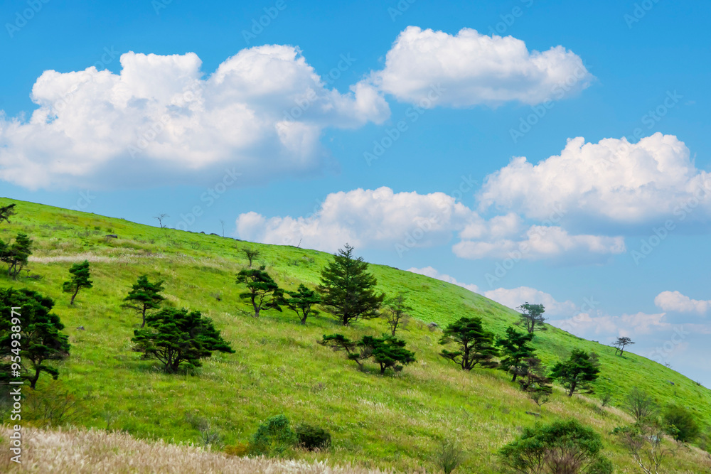 Obraz premium 爽やかな青空の高原