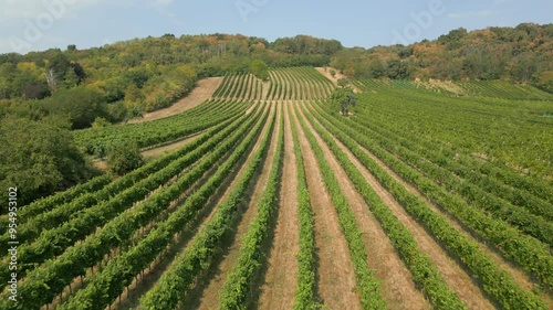 Weingarten im Burgenland, Österreich, aus der Luft gefilmt (Vorwärtsbewegung, tief)