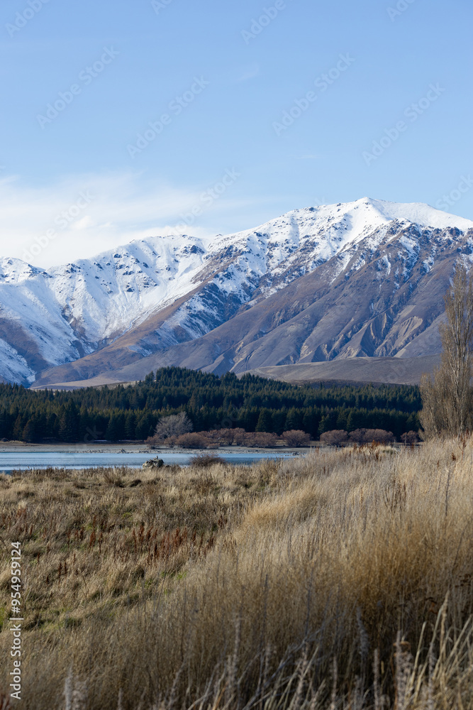 Field and snowy mountains view around Tekapo area, New Zealand. Field and snowy mountains view around Tekapo area, New Zealand.
