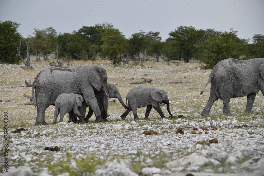 Obraz premium elefanti in etosha