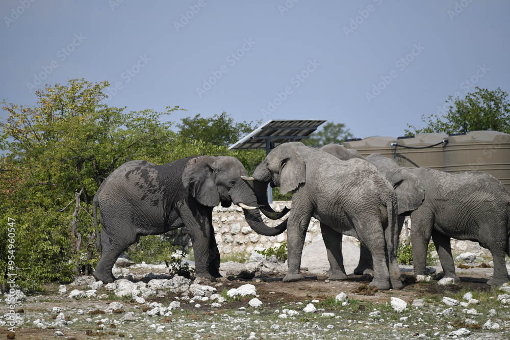Fototapeta premium elefanti in etosha