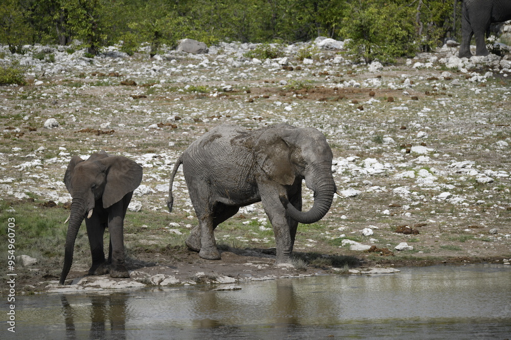 Obraz premium elefanti in etosha