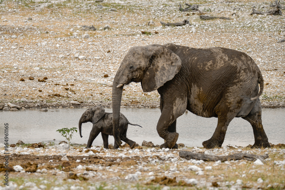Fototapeta premium elefanti in etosha
