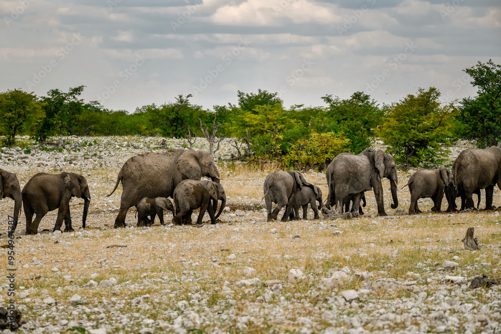 elefanti in etosha elefanti in etosha