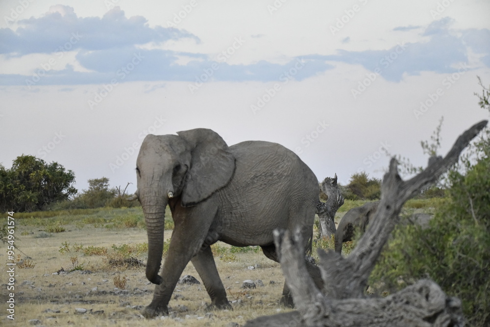 Obraz premium elefanti in etosha