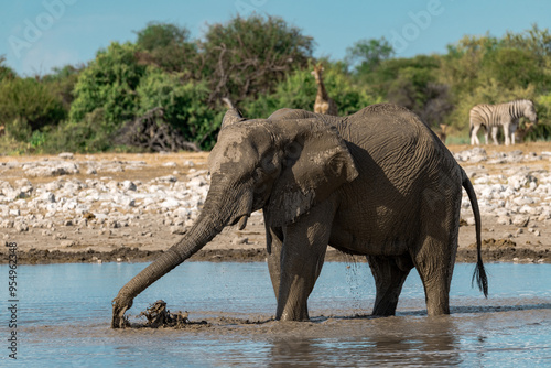 elefante in etosha