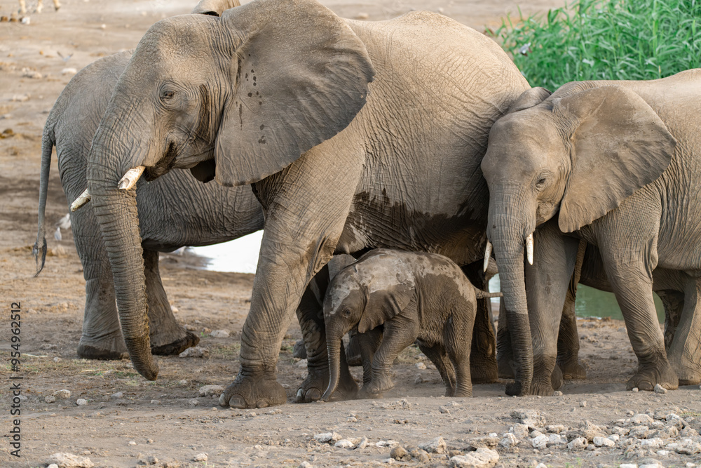 Fototapeta premium elefante in etosha