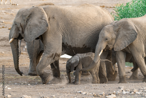 elefanti in etosha