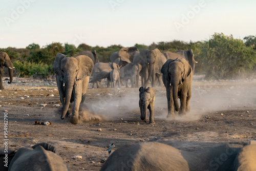 elefante in etosha