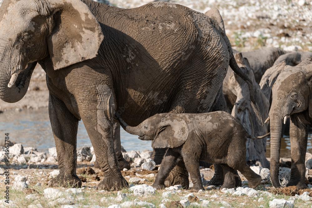 Fototapeta premium elefante in etosha