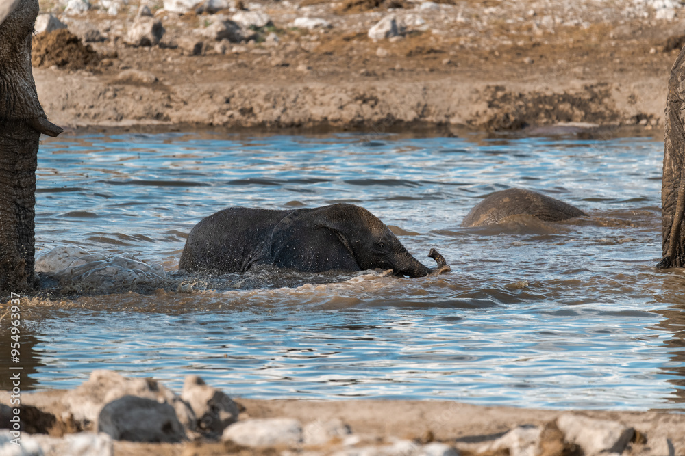 Fototapeta premium elefante in etosha