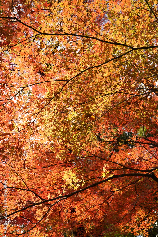 Background of ed color maple leaf during autumn season Background of ed color maple leaf during autumn season