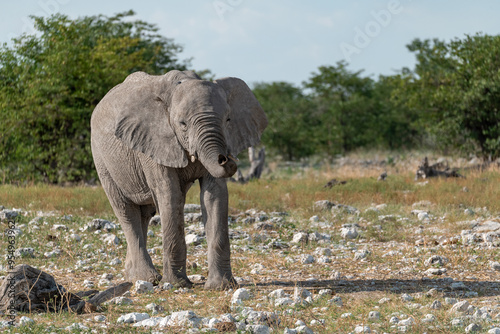 elefante in etosha