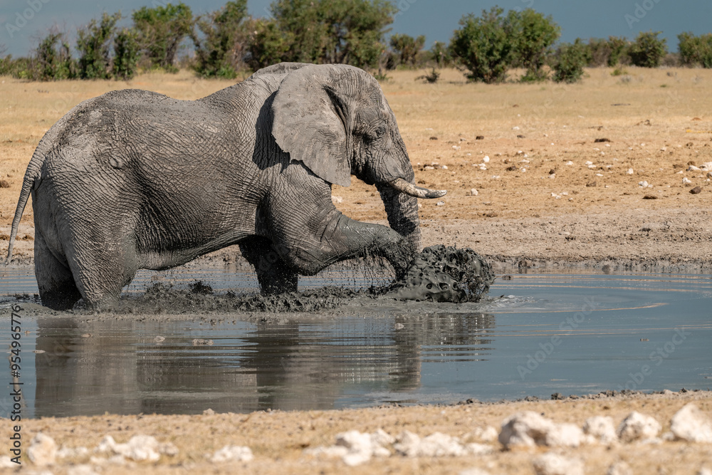 Obraz premium elefante in ethosha 2023