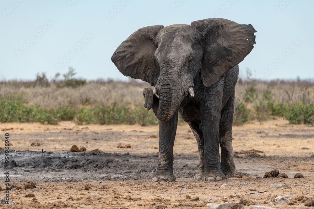 Fototapeta premium elefante in ethosha 2023
