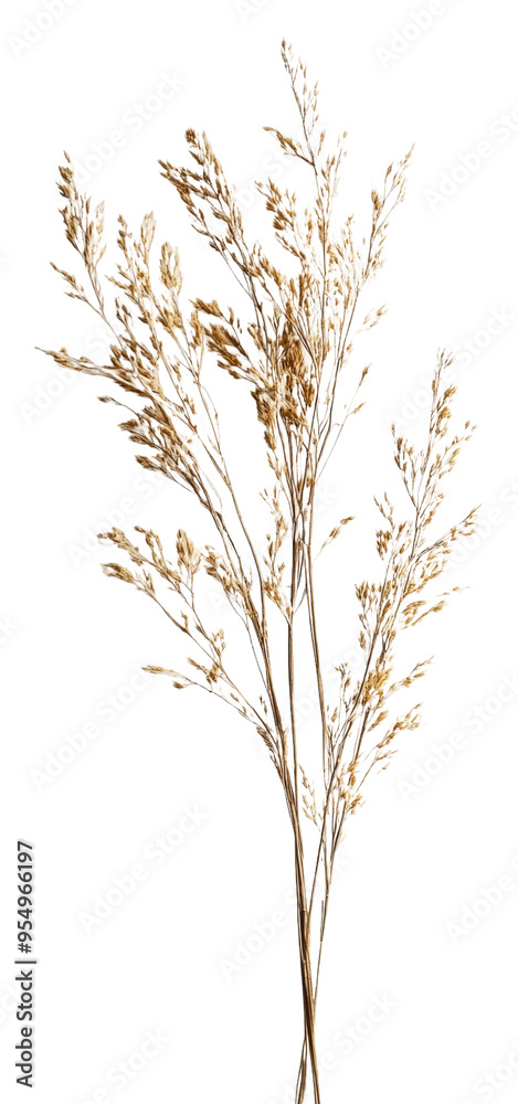 Fototapeta premium Graceful dried grasses displayed indoors isolated on transparent background