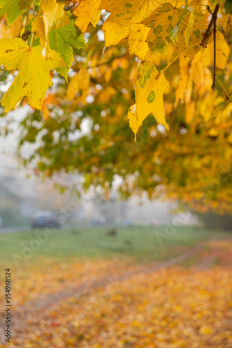 Orange yellow autumn leaves on fog city background. Fall season outdoor