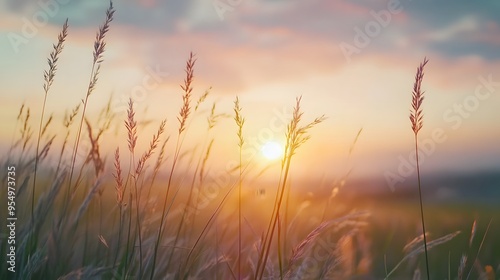 Wind flowing through a field of tall grass at sunset, peaceful nature, fluid movement.  photo