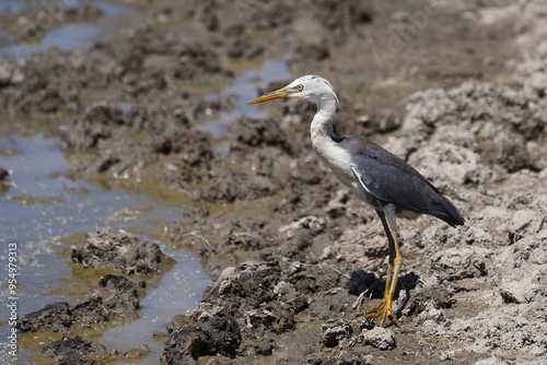 Reiher am Ufer eines Billabong im australischen Northern Territory photo