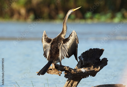 Australischer Schlangenhalsvogel beim Trocknen der Flügel photo