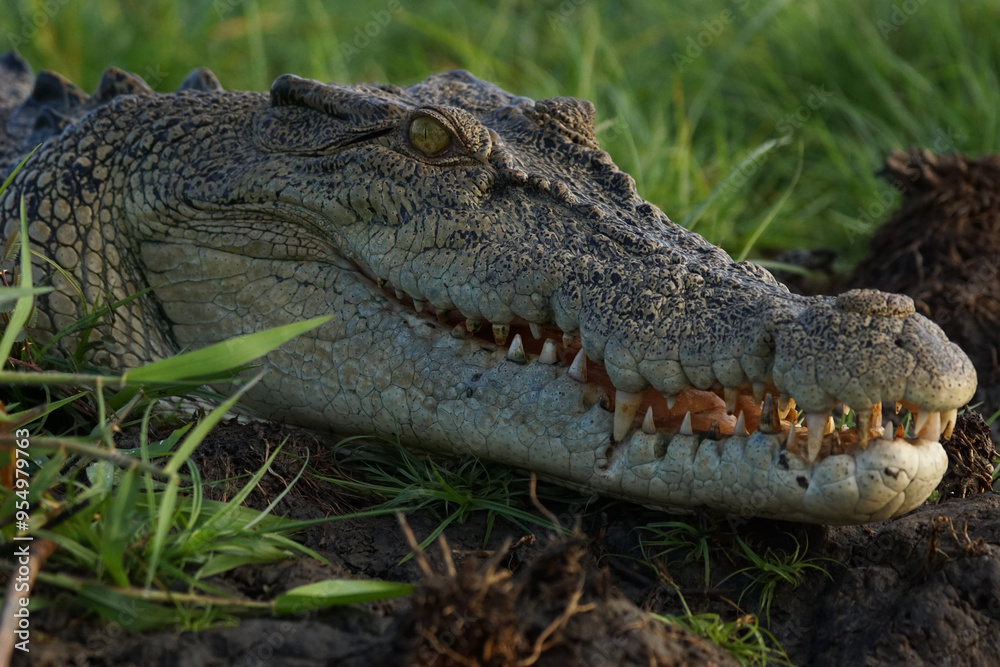 Obraz premium Salzwasserkrokodil am Mary River in Australiens Northern Territory