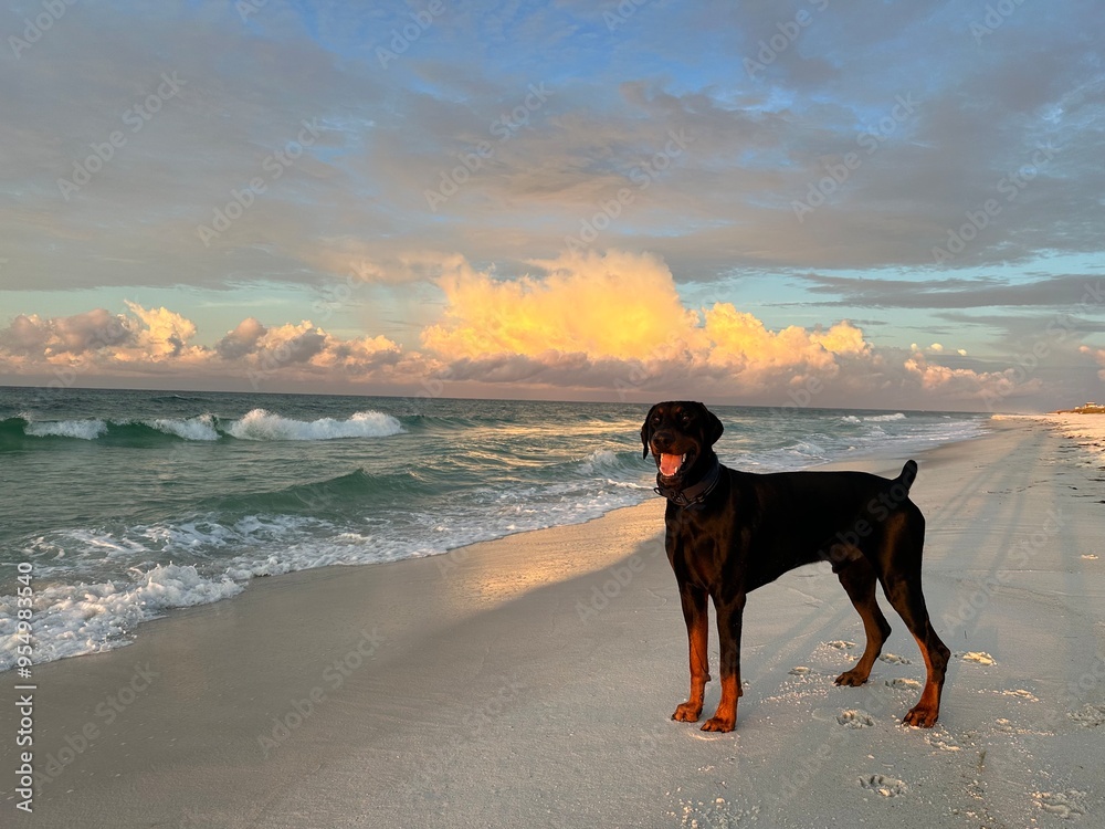 Happy Floppy ear doberman on the beach Happy Floppy ear doberman on the beach