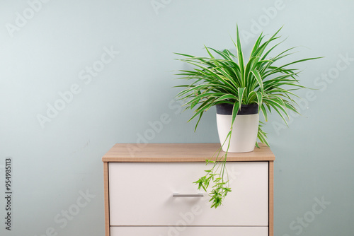Fresh Spider Plant (Chlorophytum bichetii) in white flower pot, isolated on white wall texture background. Colourful flowerpot blooming on office cabinet, home interior decor. House design pattern photo
