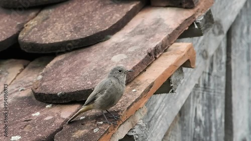 The black redstart (Phoenicurus ochruros) standing on the roof of the house jumping on the nest. photo