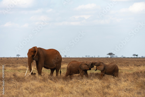 Cuccioli di Elefante che giocano