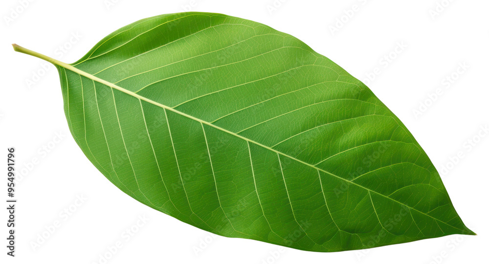 Obraz premium PNG Plant leaf tree xanthosoma.