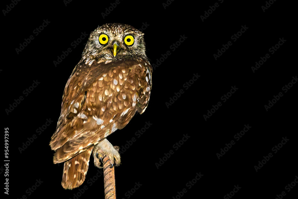 Little owl (Athene noctua), Danube Delta. Selective focus on bird's eye