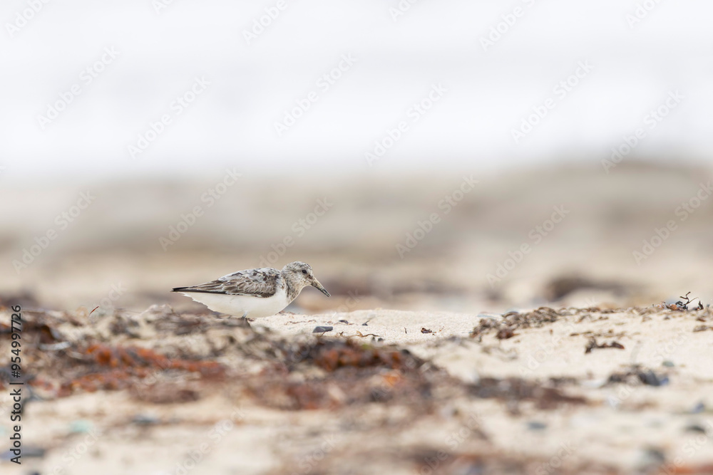 Common ringed Plover Charadrius hiaticula on a sandy beach in Normandy Common ringed Plover Charadrius hiaticula on a sandy beach in Normandy