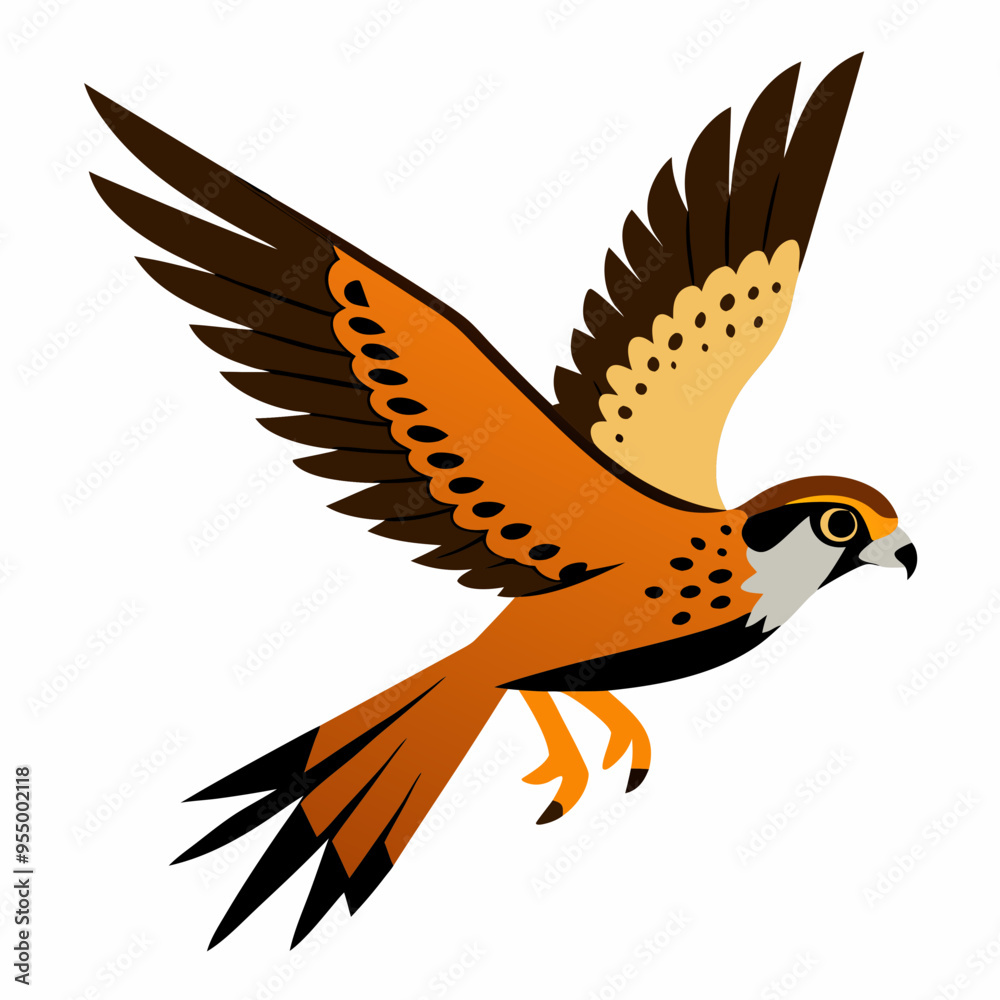 Fototapeta premium American Kestrel bird in flight movement vector art illustration
