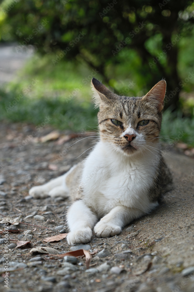 Domestic cat sitting on the street in the garden. Selective focus. Domestic cat sitting on the street in the garden. Selective focus.