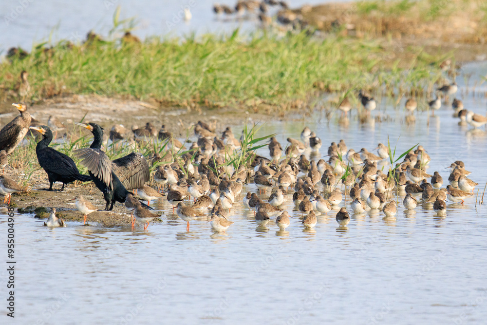 A Diverse Flock of Waterbirds Gathering at a Coastal Wetland A Diverse Flock of Waterbirds Gathering at a Coastal Wetland